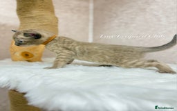 Bengal cats for sale: International Championship, Full Pedigree Bengals - Image 6