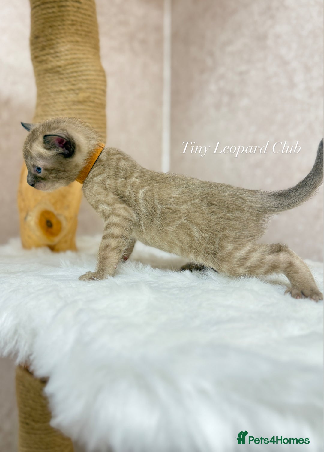 Bengal cats for sale: International Championship, Full Pedigree Bengals - Image 6