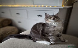 Maine Coon cats for sale: Blue Maine coon boy  - Image 9