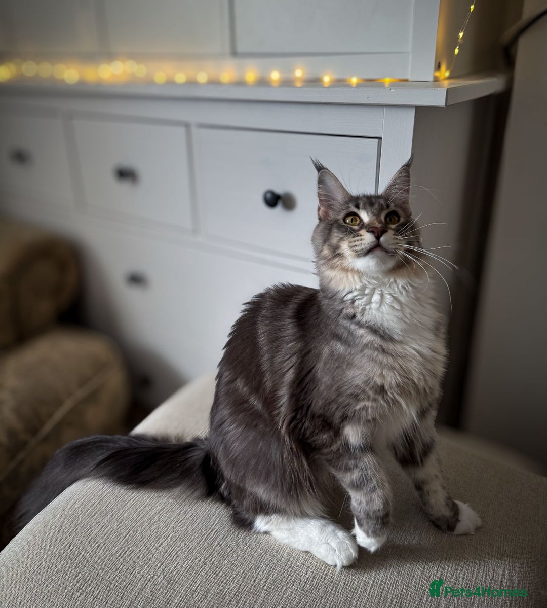 Maine Coon cats for sale: Blue Maine coon boy  - Image 9
