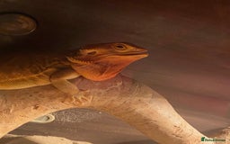 Bearded Dragon reptiles for sale: Bearded dragon for sale  - Advert 9