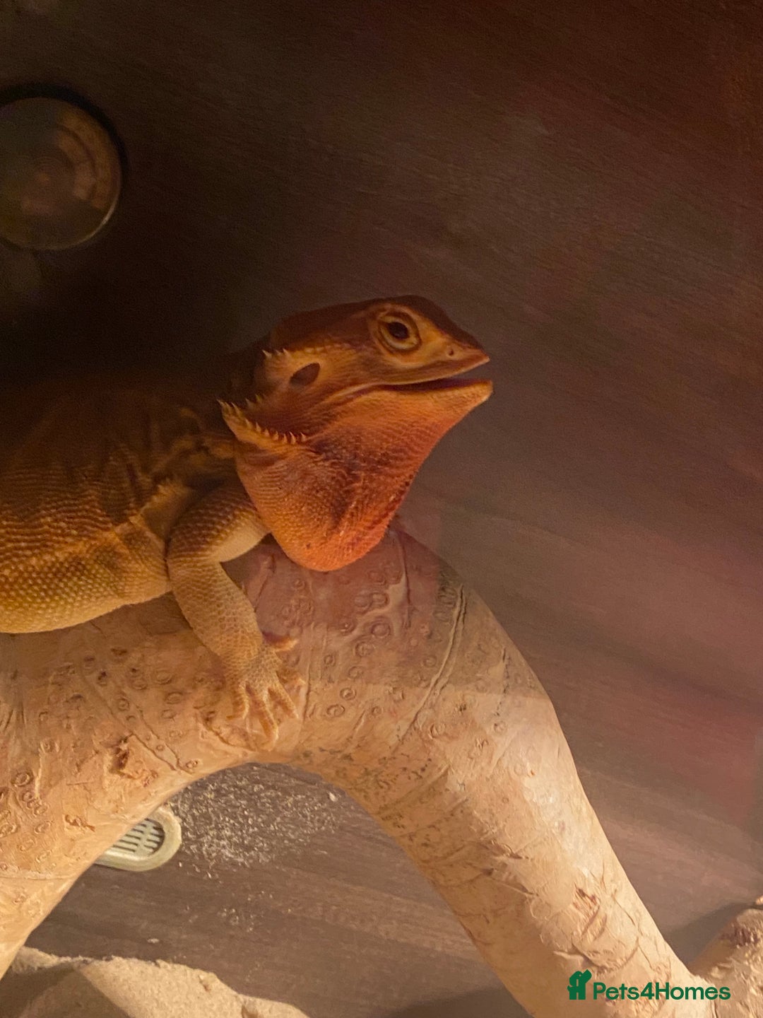 Bearded Dragon reptiles for sale: Bearded dragon for sale  - Advert 9