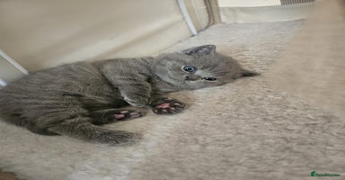 British Shorthair cats - Advert 13