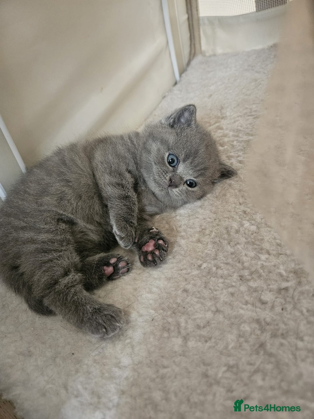British Shorthair cats for sale: Quality British Shorthair Blue Kittens - Image 7
