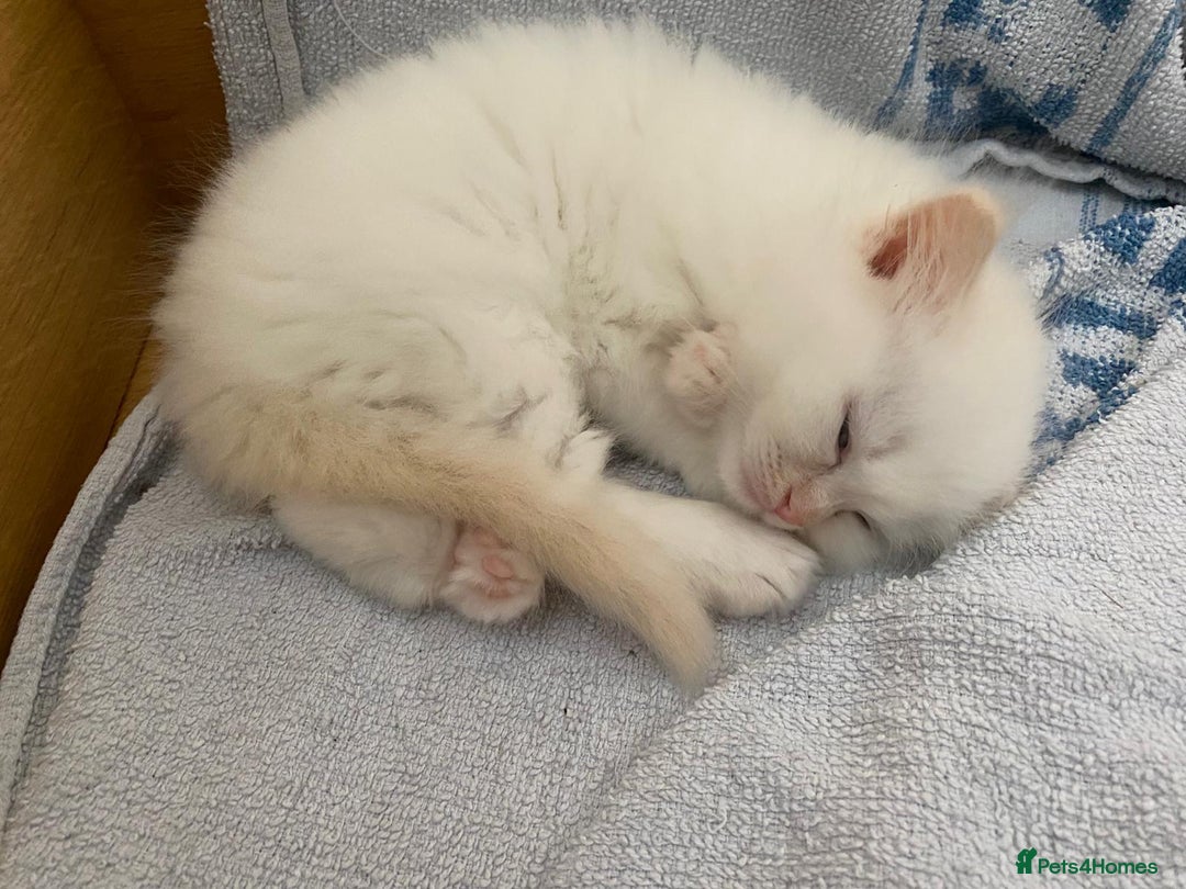 Ragdoll cats for sale: Flame point ragdoll boy for sale - Image 3