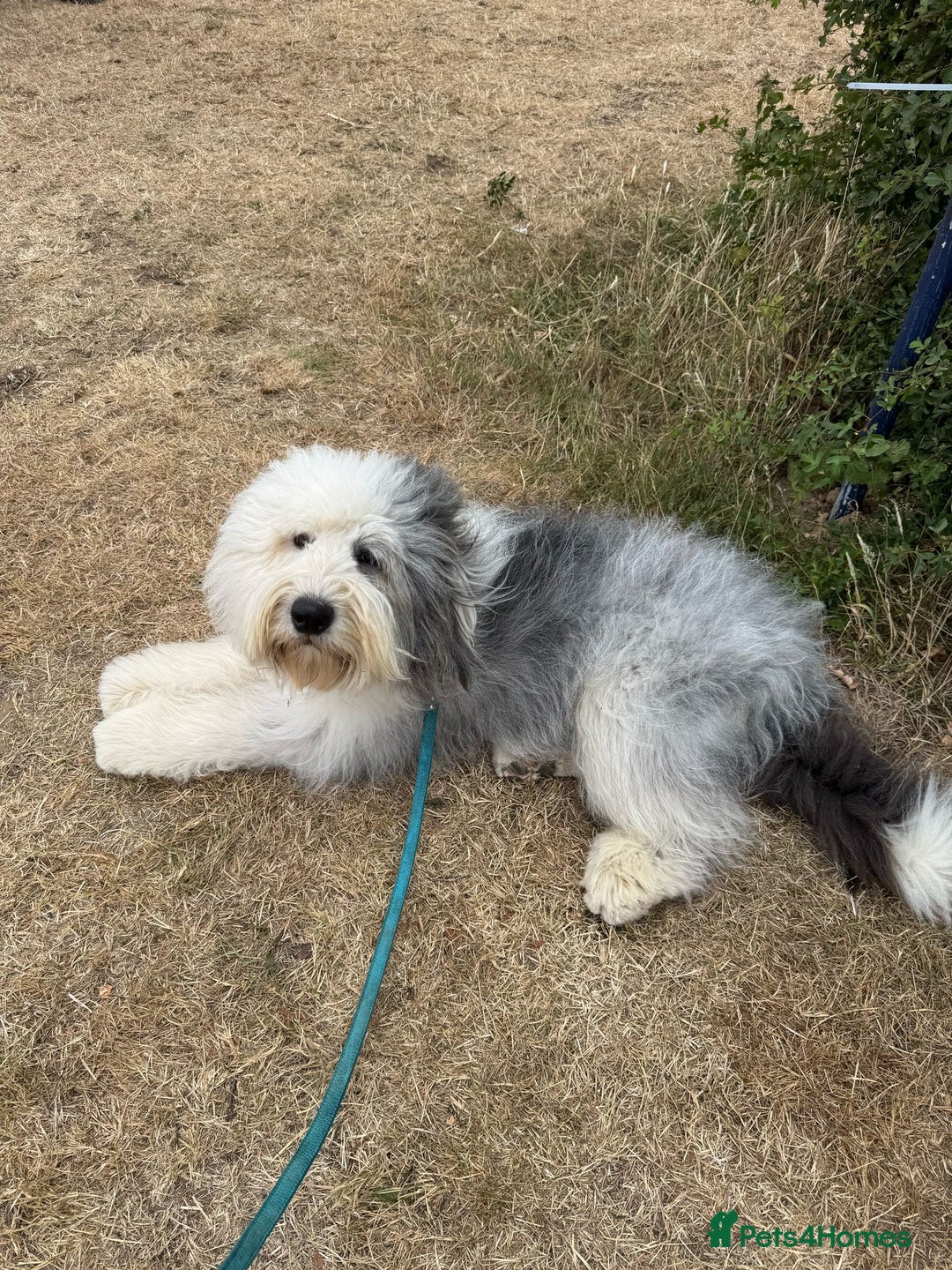 Old English Sheepdog dogs for stud: Handsome herbie for stud 🐾 - Image 2