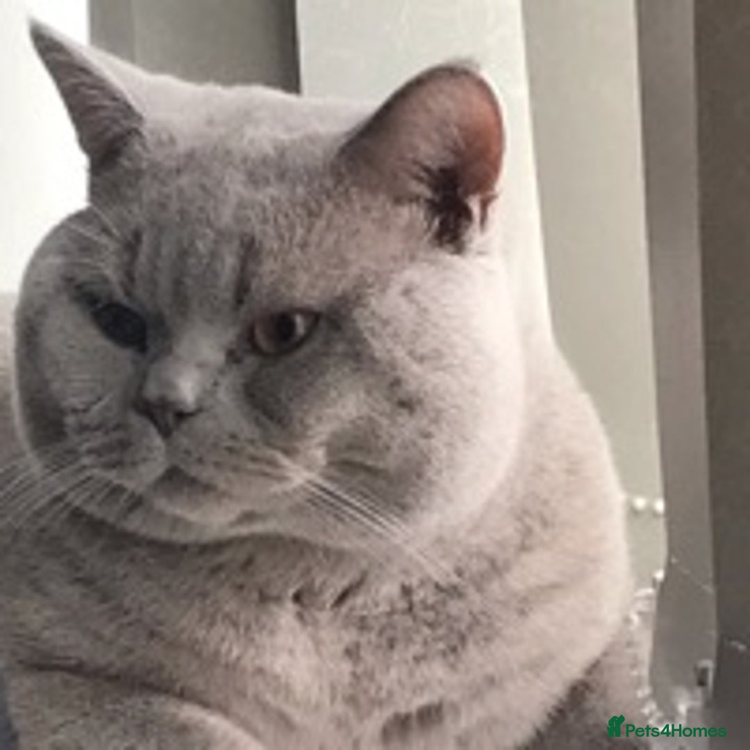 British Shorthair cats for stud: Lilac British Shorthair Stud service only in Huddersfield - Image 4