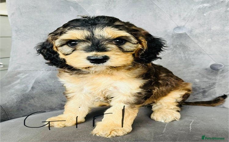 Cockapoo dogs - Advert 6