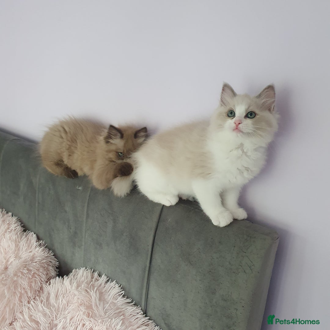 Ragdoll cats for sale: Reduced RARE Brown/mink Green-eyed Ragdoll kittens - Image 21