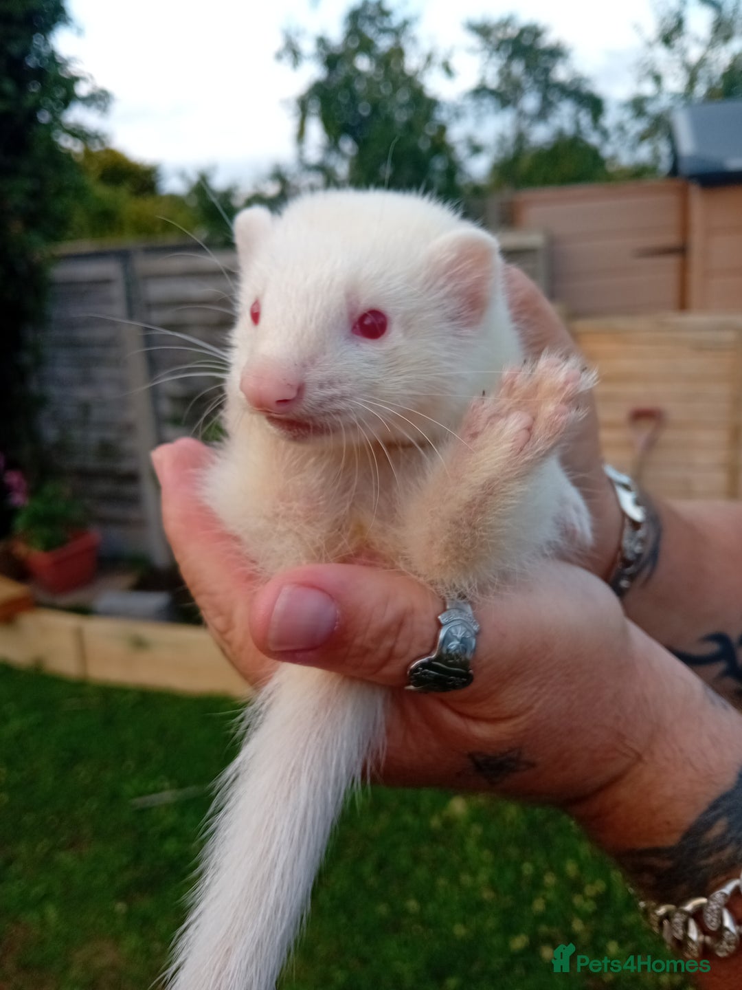 Ferret rodents for sale: Two boy ferrets  - Image 2