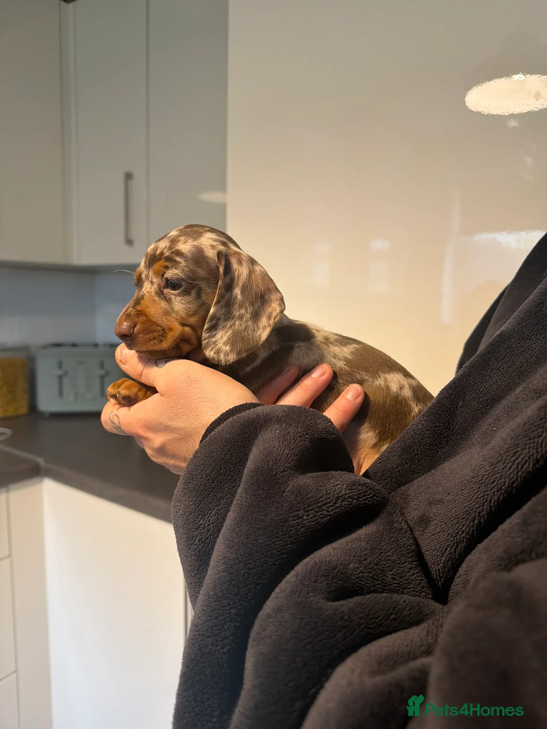 Miniature Dachshund dogs for sale: Miniature dachshund  - Advert 2