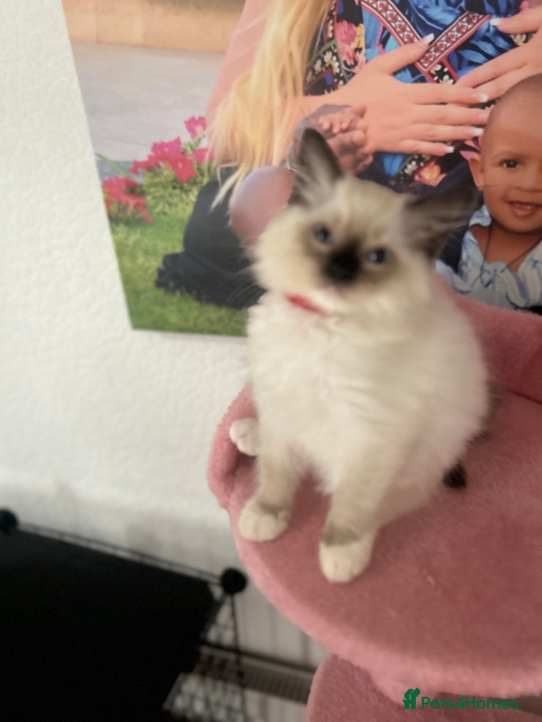 Ragdoll cats for sale: 💙1 stunning Ragdoll boy available 💙 - Image 28