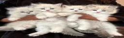 Siberian cats for sale: Neva Masquerade Siberian  - Advert 1