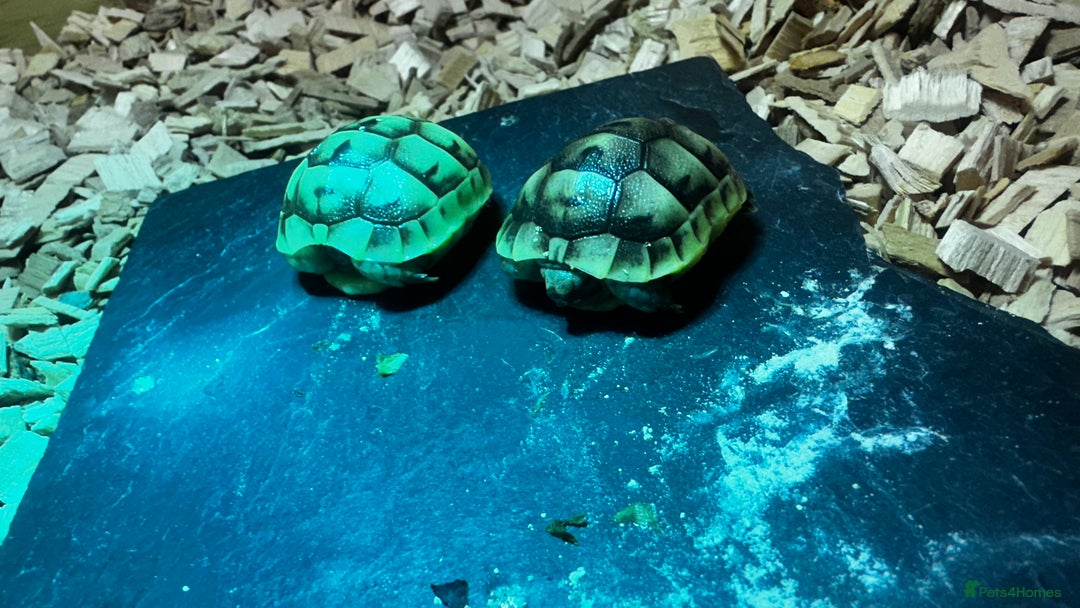 Tortoise reptiles for sale: Baby Spur thigh tortoises  - Image 12