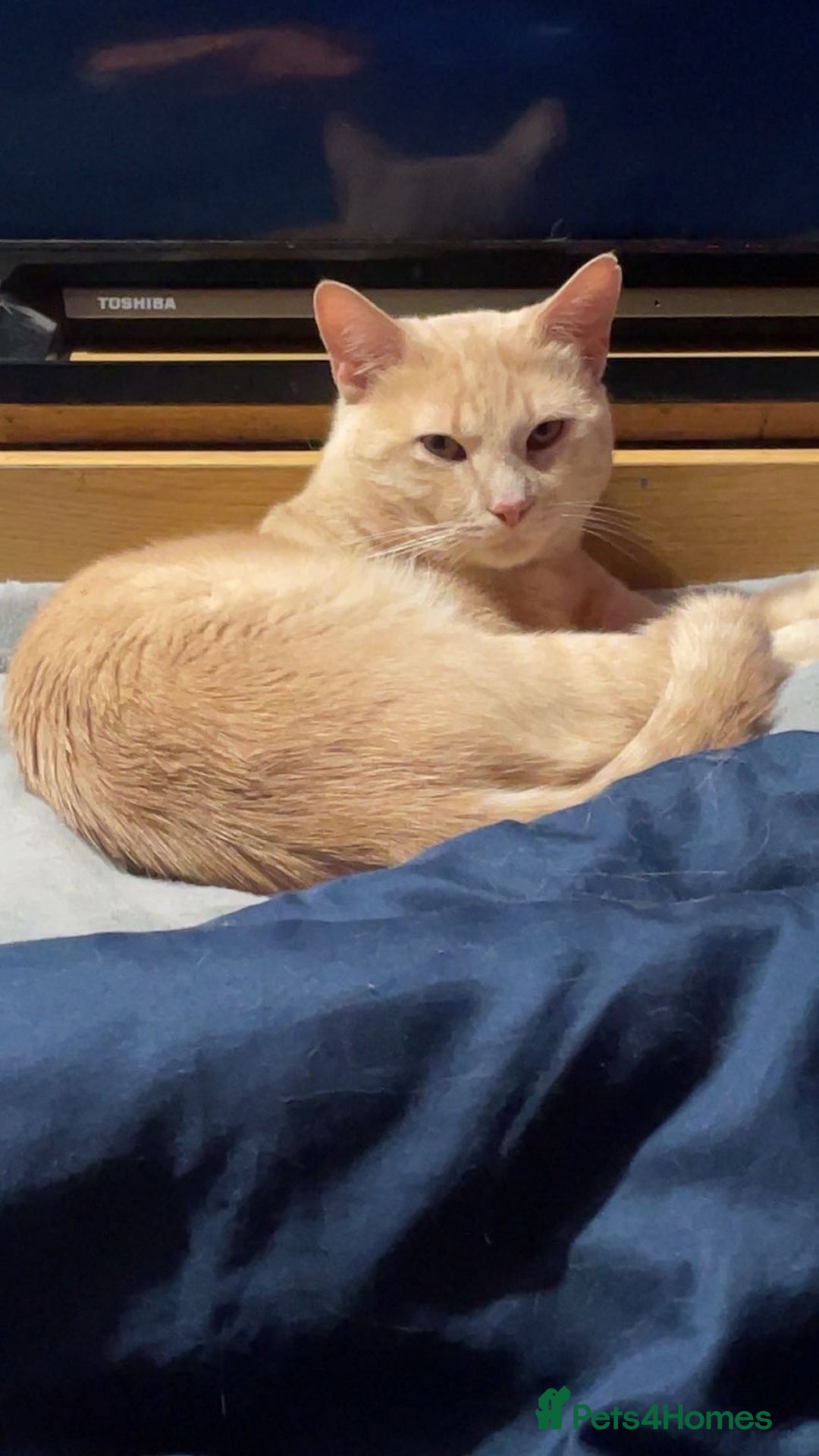 Mixed Breed cats for sale: Simba - Advert 1