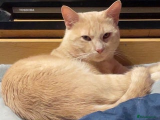 Mixed Breed cats Simba - Advert 1