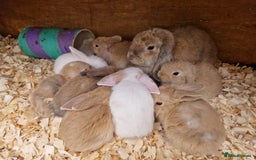 Mini Lop rabbits for sale: Beautiful friendly litter of mini lops for sale  - Image 1