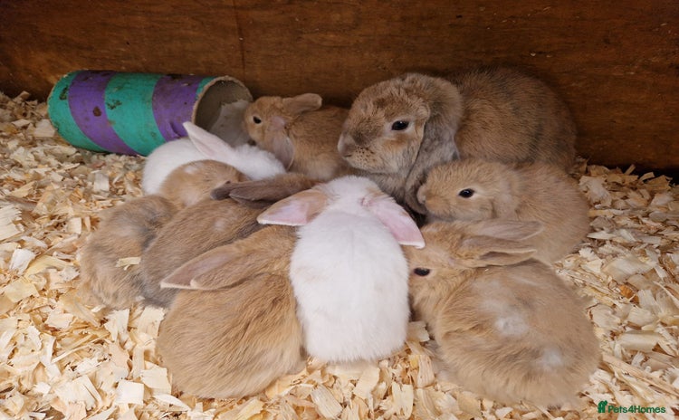 Mini Lop rabbits - Advert 10