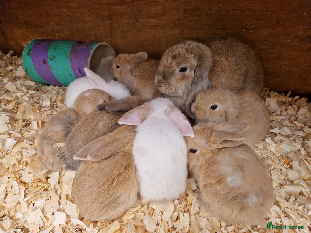 Mini Lop rabbits for sale: Beautiful friendly litter of mini lops for sale  - Image 1