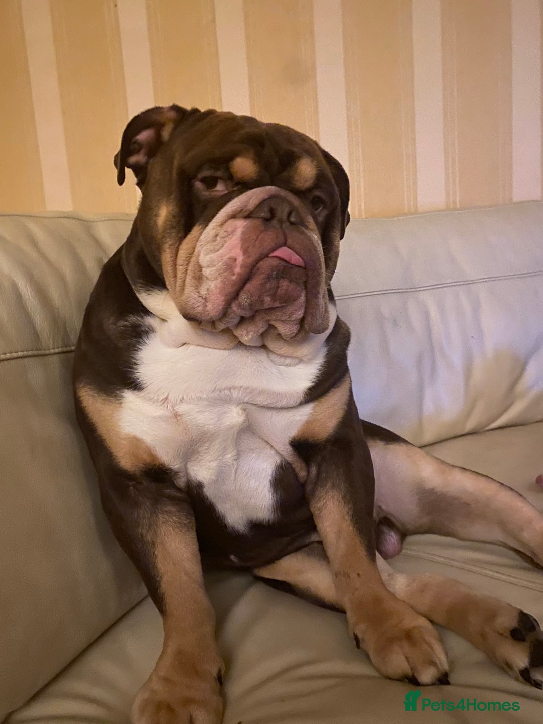 English Bulldog dogs for stud: Exclusive Tri-Colour Chocolate English Bulldog  - Image 10