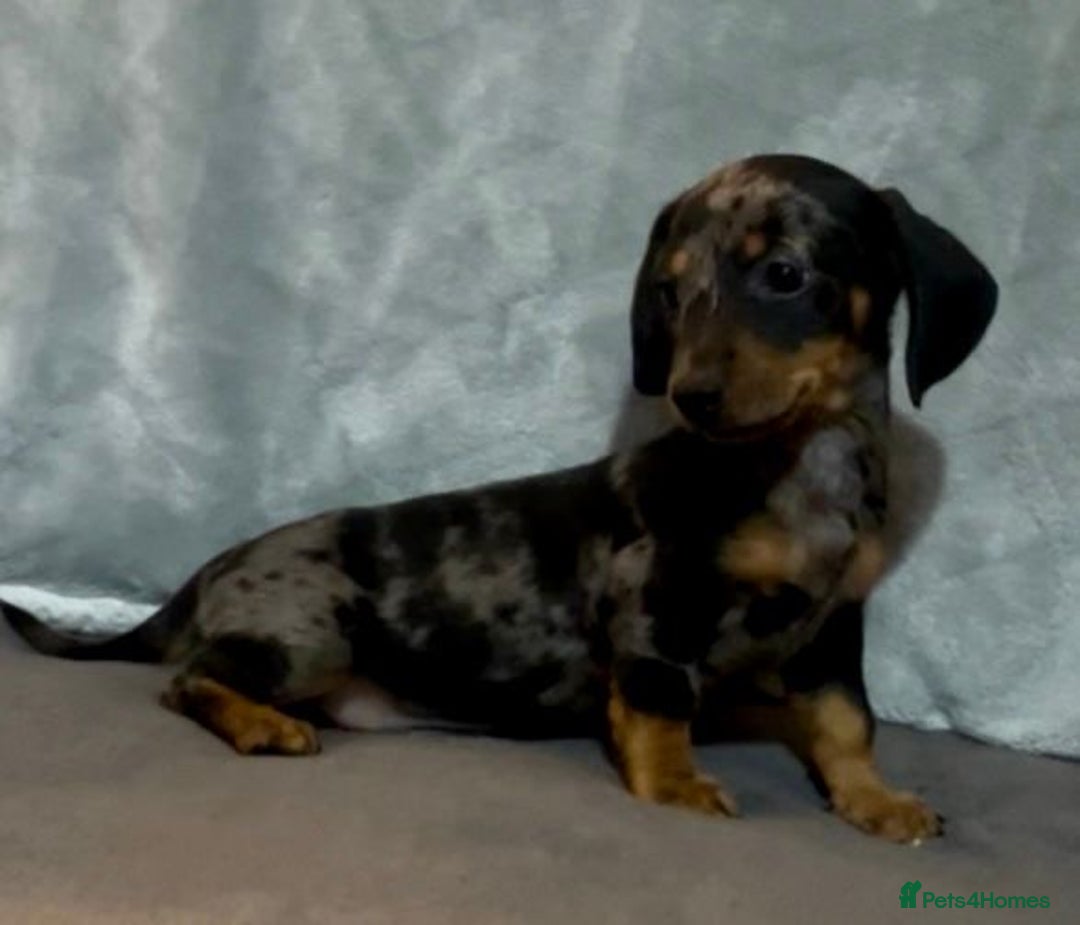 Mixed Breed dogs for sale: Daxijack Puppies Available ❤️💙 - Image 6