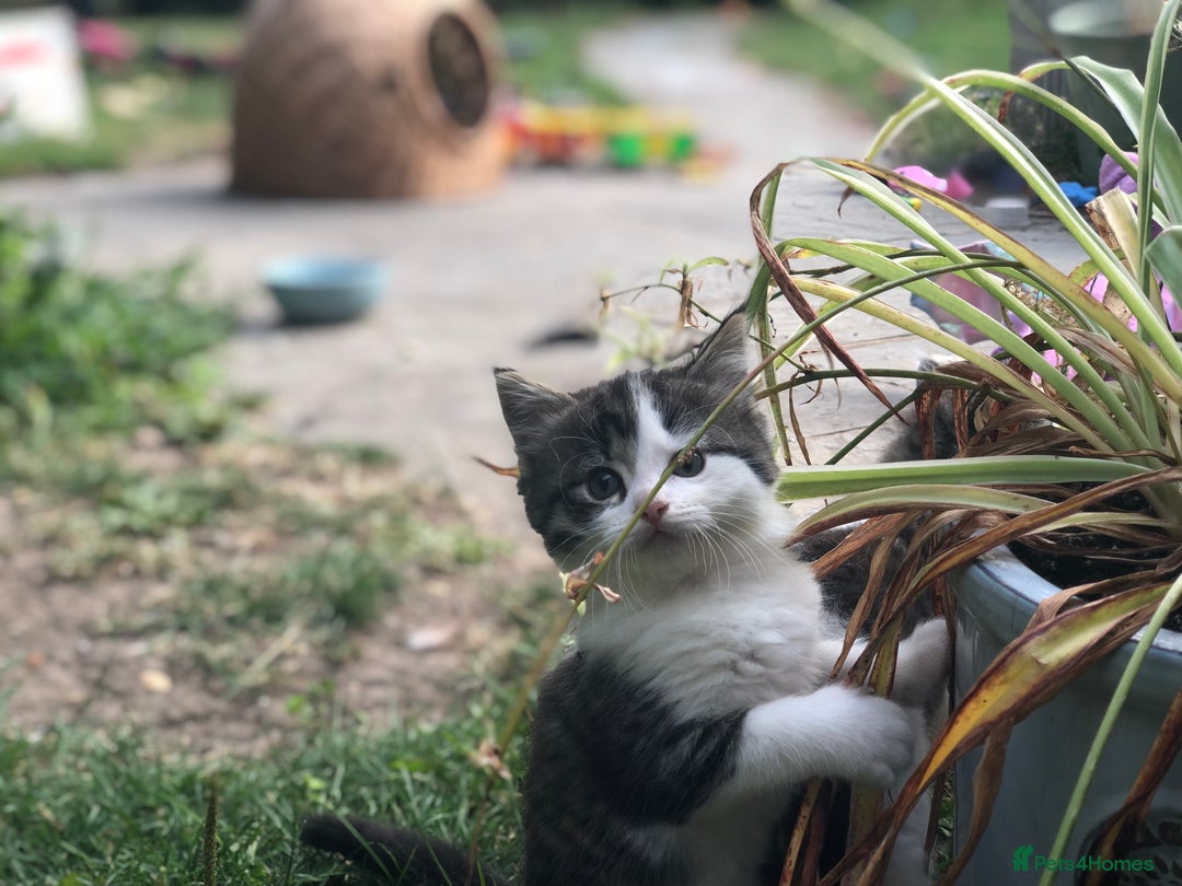 Mixed Breed cats for sale: Delilah’s kittens - Image 6