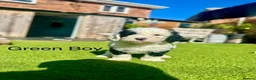 Sheepadoodle dogs for sale: Beautiful Black & White Sheepadoodles - Advert 17