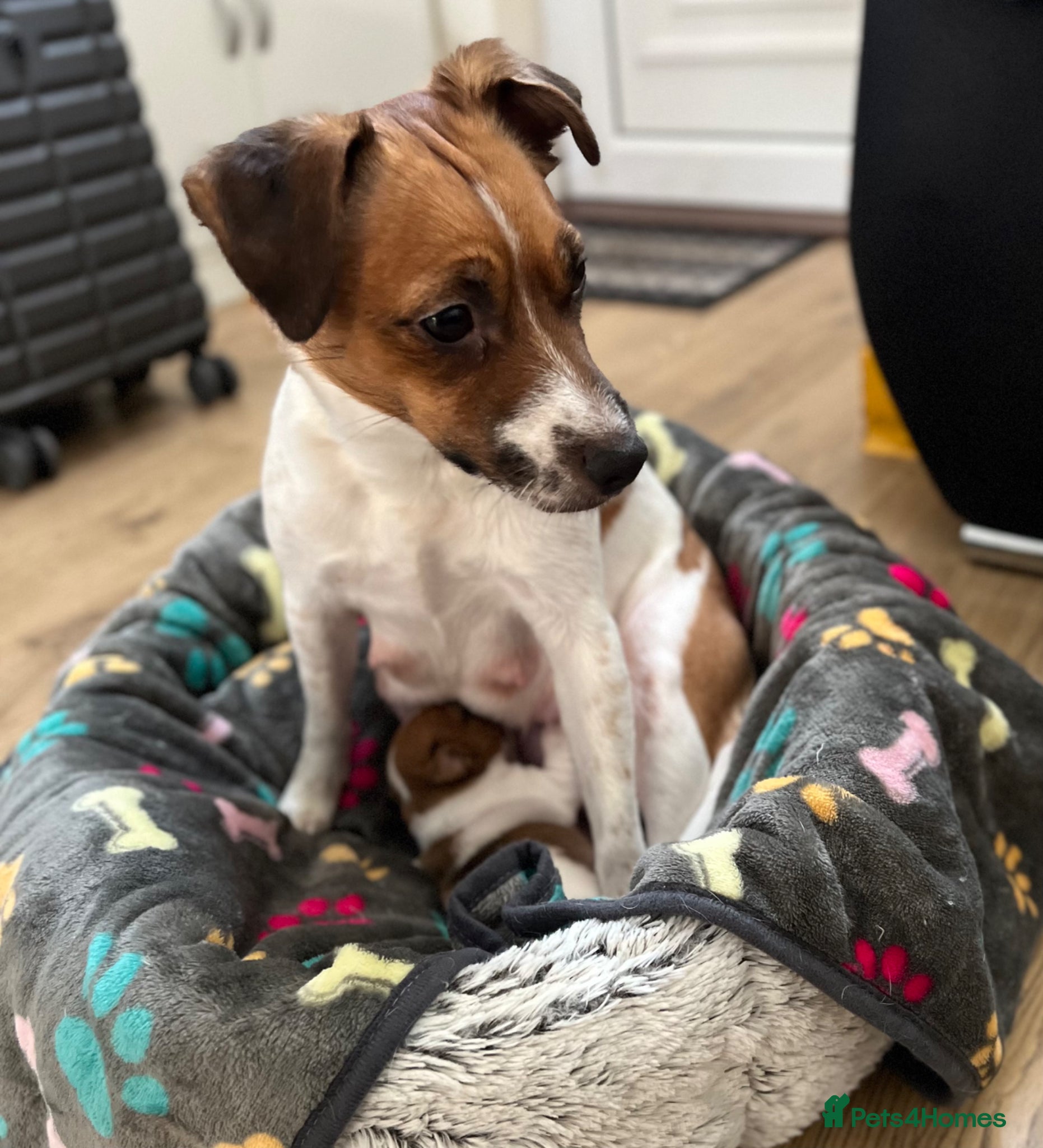 Jack Russell dogs Jack Russel Terrier Puppies 🐶🐾 - Advert 2