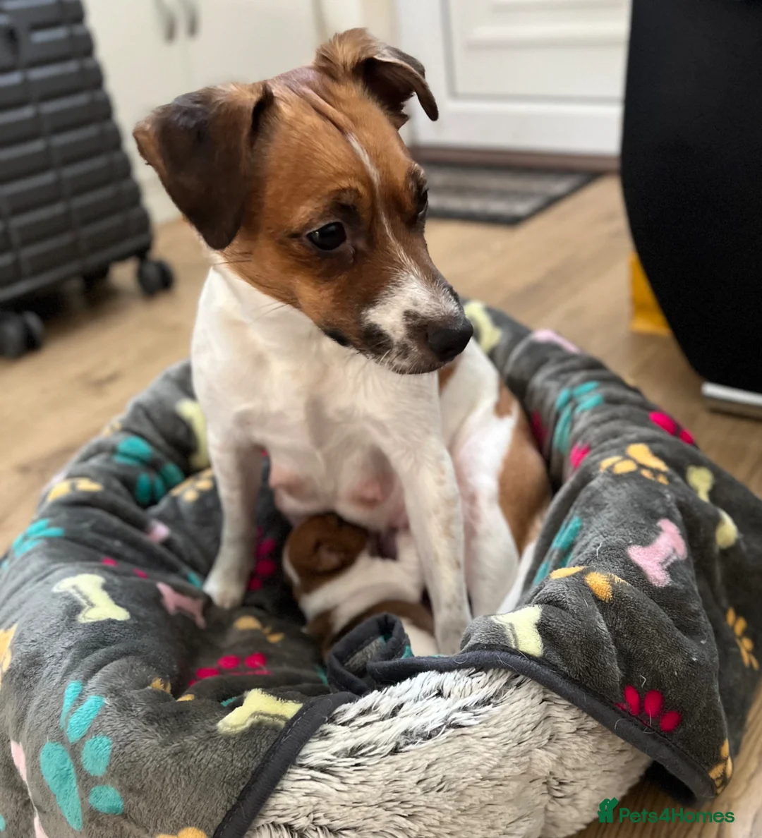 Jack Russell dogs for sale: Jack Russel Terrier Puppies 🐶🐾 in Newark - Advert 2