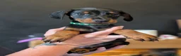 Dobermann dogs for sale: doberman puppies - ready this week 🐾 - Advert 4