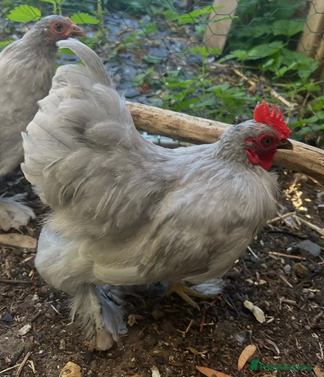 Chickens poultry for sale: Lavender Pekin Rooster  - Advert 2