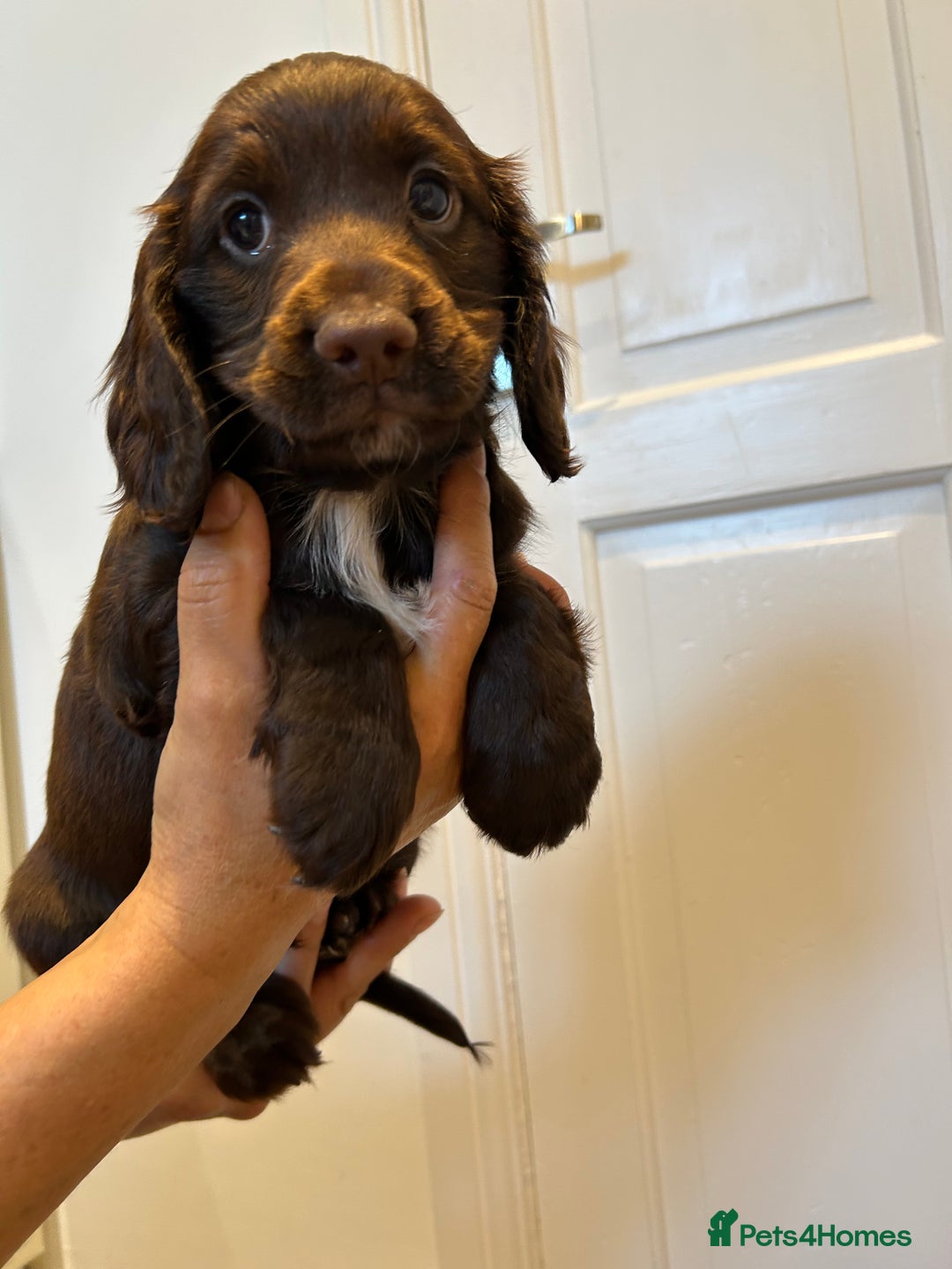 Cocker Spaniel dogs for sale: Super rare and unique show type dna tested Kc reg  - Image 29