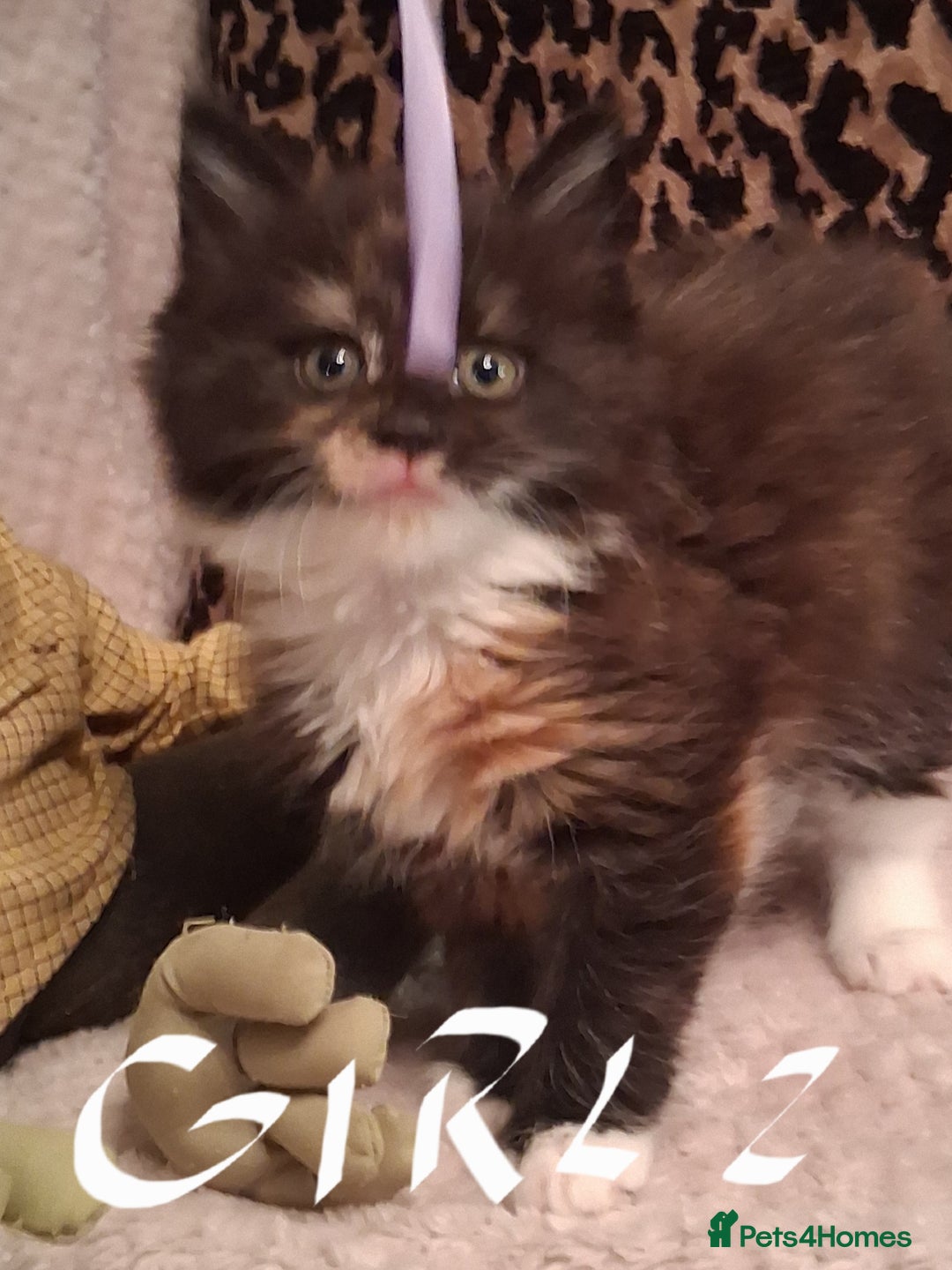 Maine Coon cats for sale: Beautiful Maine Coon kittens  - Advert 16