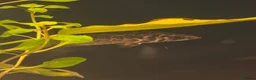 Gouramis fish for sale: Leopard bush fish for new home in Doncaster - Advert 5