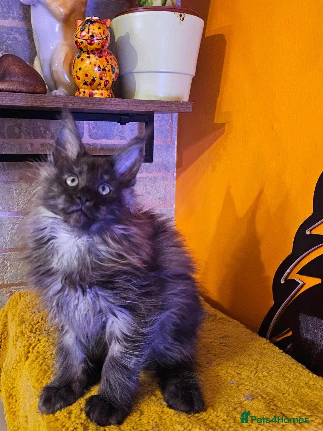 Maine Coon cats for sale: BEAUTIFUL MAINE COON KITTENS FOR SALE - Advert 2