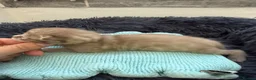 Bengal cats for sale: Beautiful Bengal cross kittens  - Advert 14