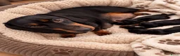 Miniature Dachshund dogs for sale: 3 miniature Dachshund Boys   - Advert 4