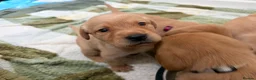 Labrador Retriever dogs for sale: 2 FOX RED LABRADOR BOYS LEFT READY NOW  - Advert 13