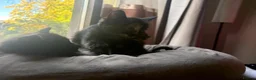 British Longhair cats for sale: 3 Lovely Kittens Looking for Their Forever Homes  - Advert 9