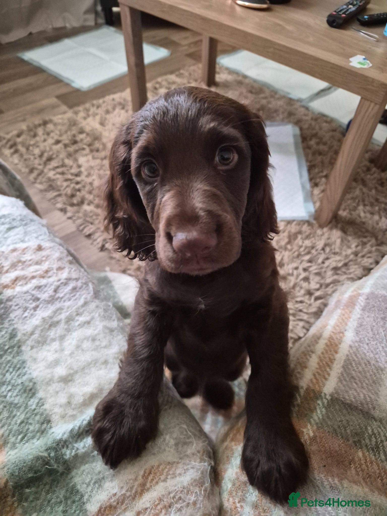 Sprocker dogs REDUCED PRICE chocolate Sprocker puppie for sale  - Advert 5