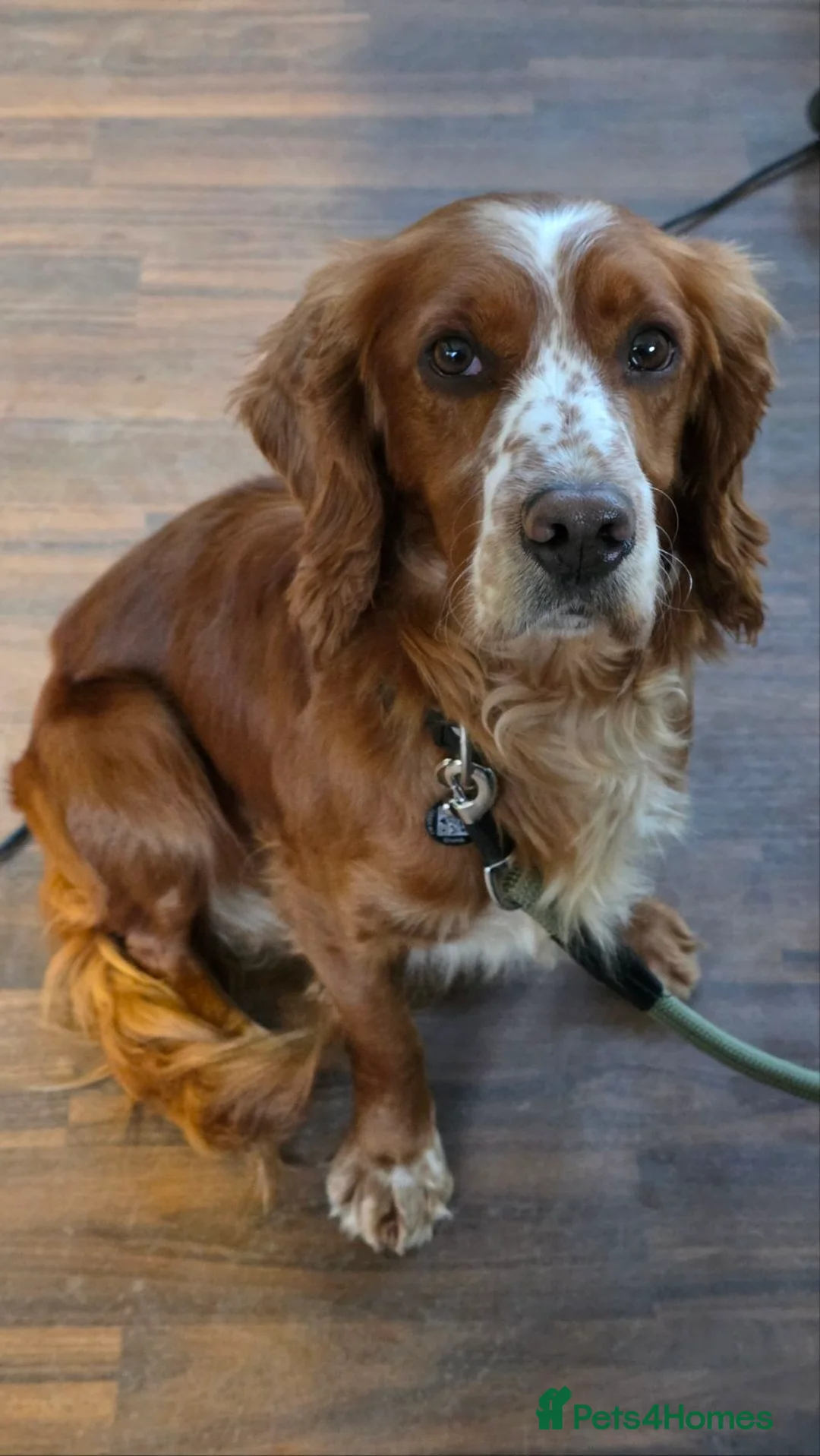 Cocker Spaniel dogs for sale: Cocker Spaniel Adult Dog - Advert 2