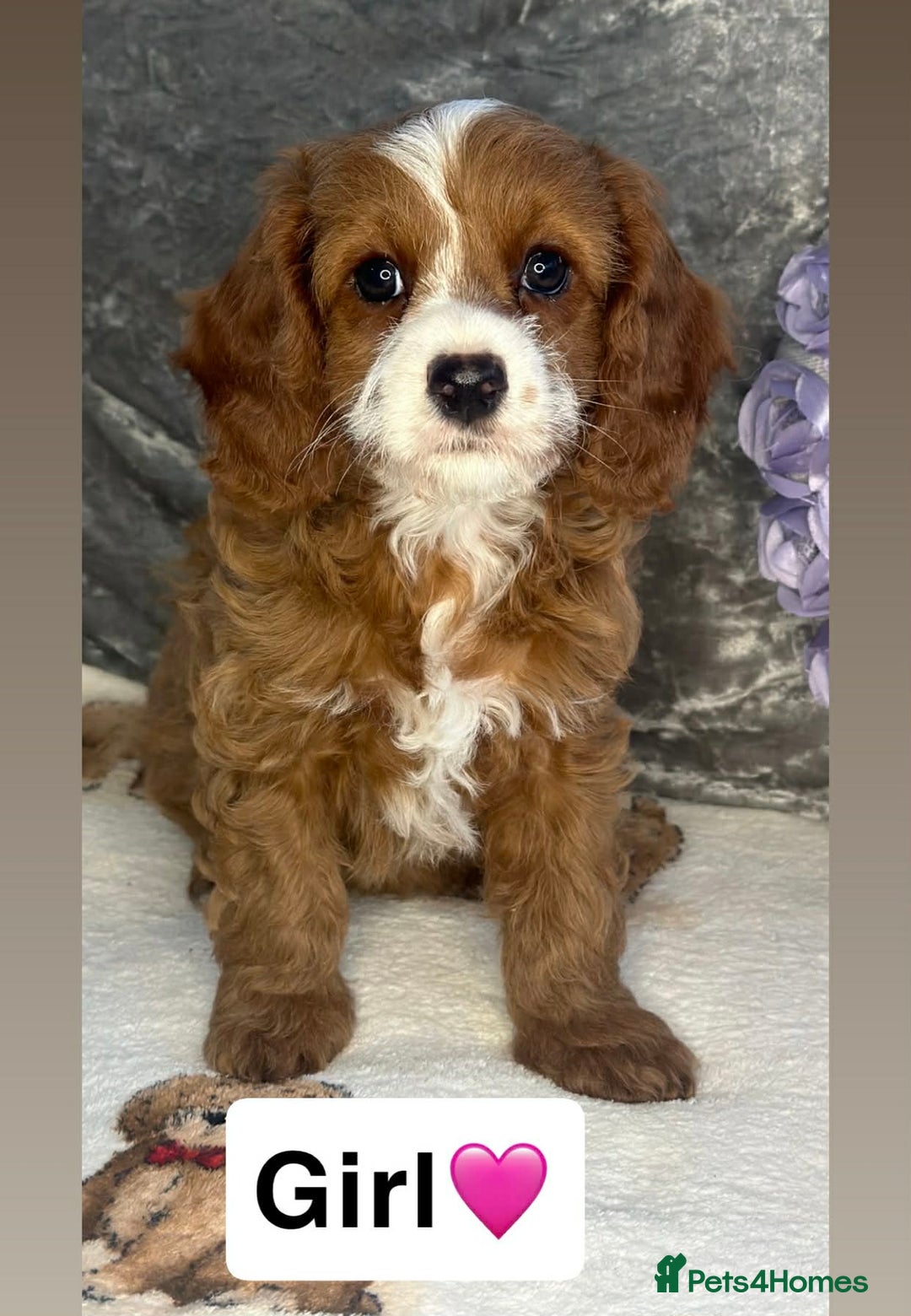 Cavapoo dogs for sale: DNA Cavapoo’s pups - Advert 1
