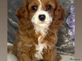 Cavapoo dogs DNA Cavapoo’s pups - Advert 14