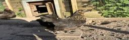 Chickens poultry for sale: 8 small Bantam Hen's available  in Preston - Advert 8