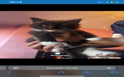 Norwegian Forest Cat cats for sale: Two Norwegian forest/domestic long haired females  - Image 2