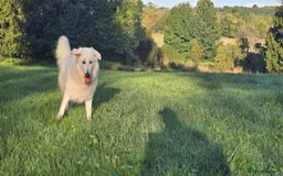 White Swiss Shepherd dogs for sale: 10 month old White Alsatian for loving home - Image 5