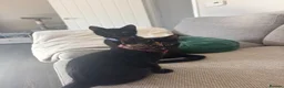 Mixed Breed cats for sale: Jessie and woody in Didcot - Advert 2