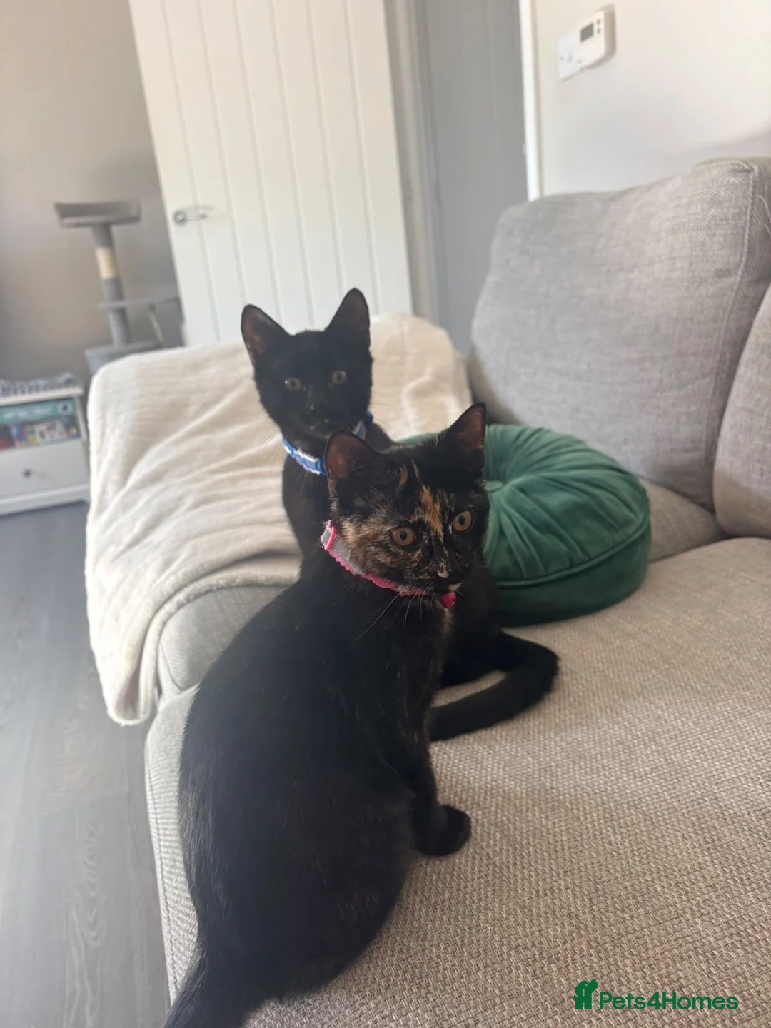 Mixed Breed cats for sale: Jessie and woody in Didcot - Advert 2