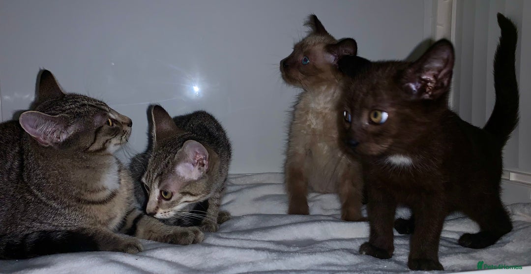 Mixed Breed cats for sale: Beautiful kittens Ready now Open to offers  in Chester - Image 25