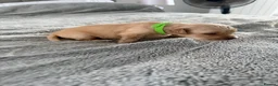 Golden Retriever dogs for sale:  Golden retriever puppies  - Advert 13